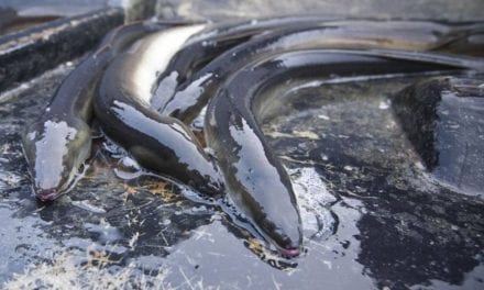 Marcaron anguilas y ya han sido liberadas en el Mar Menor