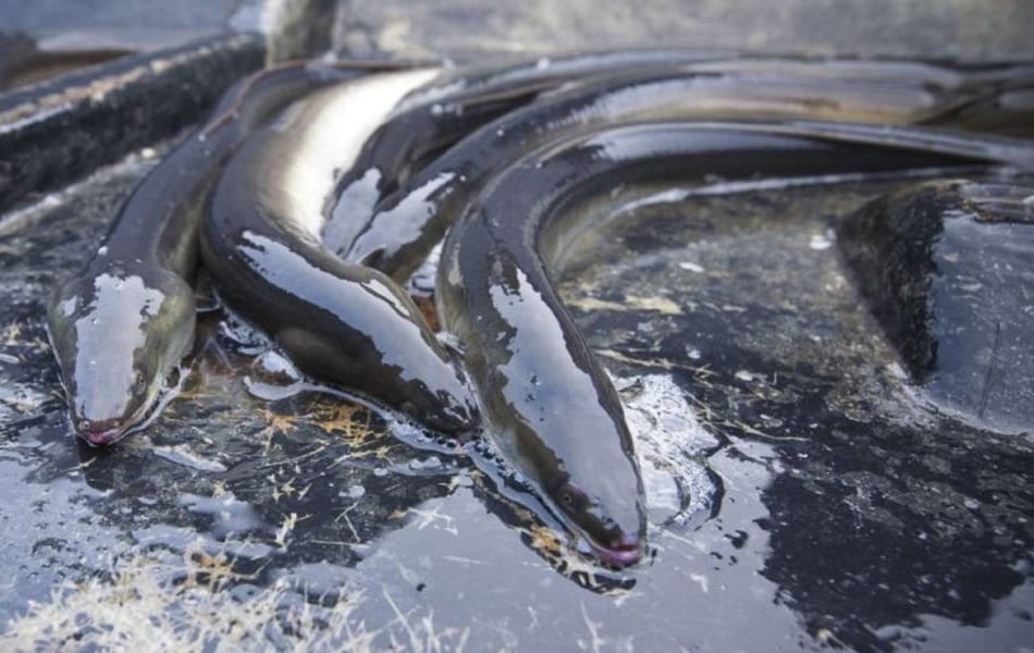 La Comunidad de Murcia y la Cofradía de Pescadores de San Pedro del Pinatar apuestan conservar la anguila en el Mar Menor