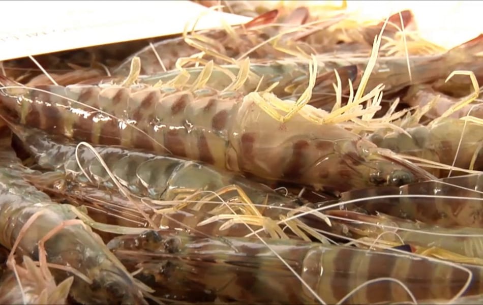 Solo 85 kilos de langostino de Mar Menor han llegado a la lonja en septiembre 2021