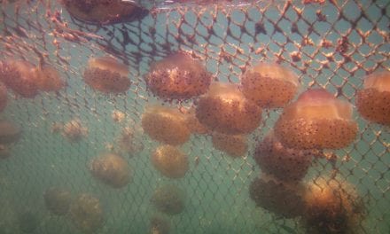 Las redes antimedusas del Mar Menor costarán más de un millón de euros