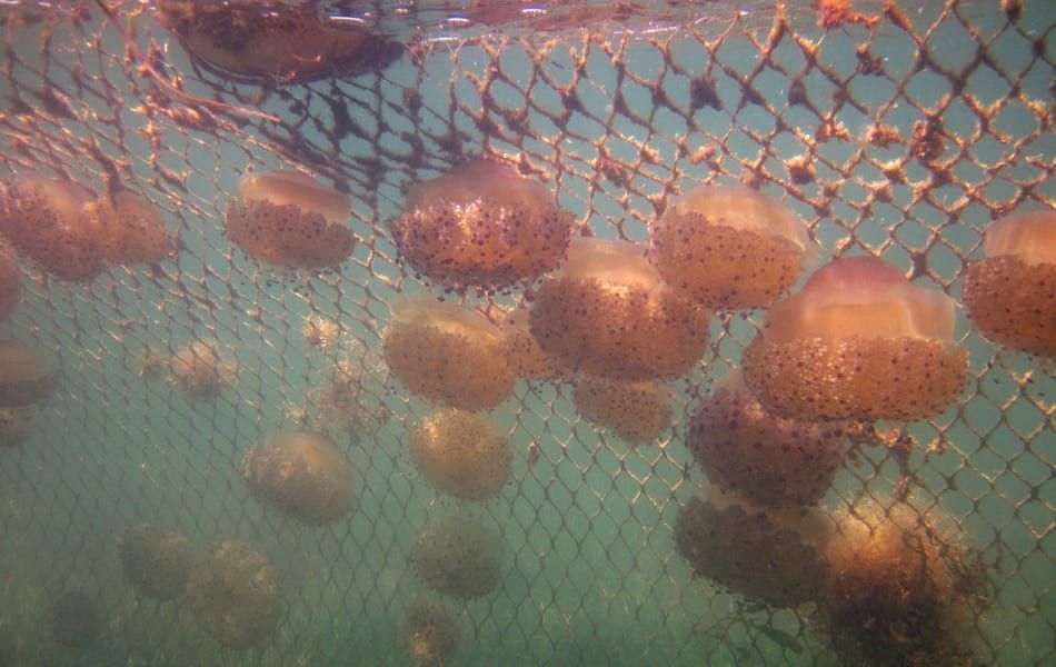 Un coste de más de un millón en redes contra las medusas en la zona del Mar Menor