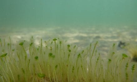 La vegetación y la fauna del Mar Menor se recupera cada vez más