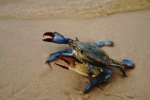 Las capturas del cangrejo azul en el Mar Menor frena al invasor