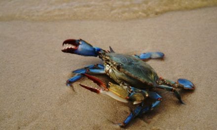 El aumento del cangrejo azul pone en peligro varias especies del Mar Menor