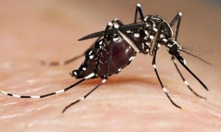 El Ayuntamiento de San Javier intensifica los tratamientos contra la plaga del mosquito tigre que baja de intensidad