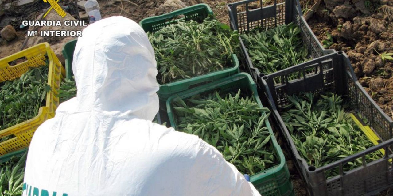 Plantación de marihuana oculta en un melonar. En total han decomisado 850 plantas de marihuana y detenido a dos personas en San Javier por la Guardia Civil.