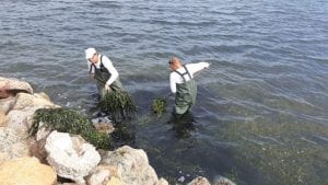 Las algas invaden las playas de Cabo de Palos y La Manga