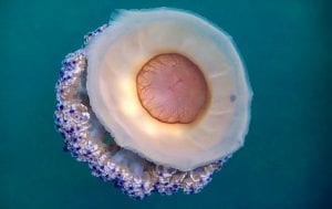 No detectan medusas jóvenes en el Mar Menor en los muestreos realizados hasta ahora