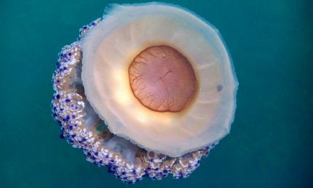 No detectan medusas jóvenes en el Mar Menor en los muestreos realizados hasta ahora
