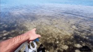Video denuncia sobre el estado del Mar Menor 2019