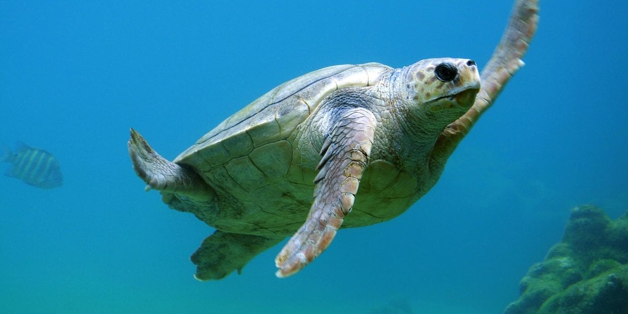 ¿Qué hacer si vemos a una tortuga marina intentando anidar?