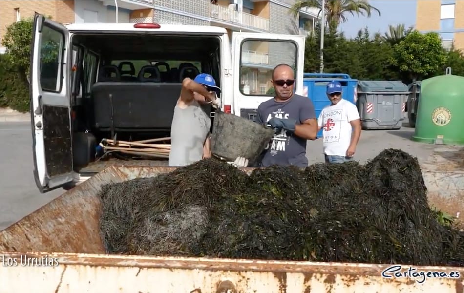 Ayuntamiento de Cartagena intensifica la limpieza de las playas en el Mar Menor 2019