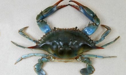 El cangrejo azul en el Mar Menor, a un paso de ser considerado invasor por ley