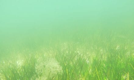 El Mar Menor, ha sido declarado  como zona vulnerable a la contaminación por nitratos