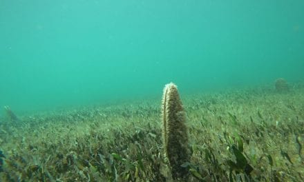 Una enfermedad que pone al molusco nacra al borde de la extinción en el Mar Menor