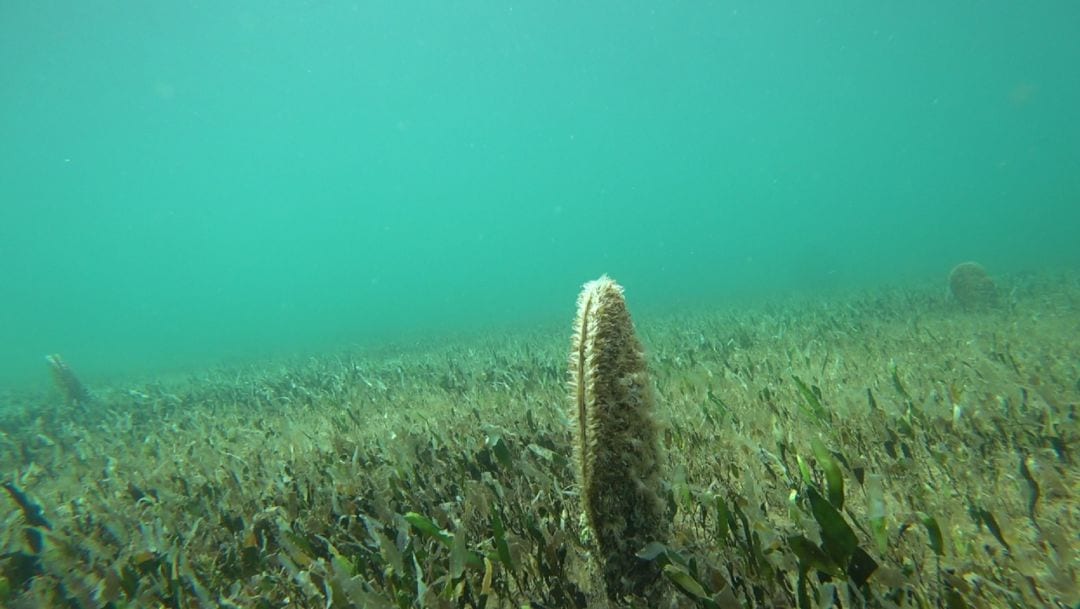Una enfermedad que pone al molusco nacra al borde de la extinción en el Mar Menor