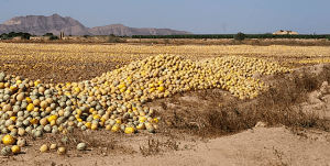Pacto por Mar Menor denuncia el abandono de miles de melones en los campos