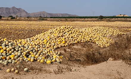 Pacto por Mar Menor denuncia el abandono de miles de melones en los campos
