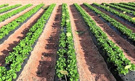 Una solución eificaz para recuperar la fertilidad de los suelos difíciles con el humus