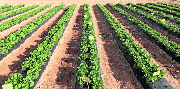Una solución eificaz para recuperar la fertilidad de los suelos difíciles con el humus
