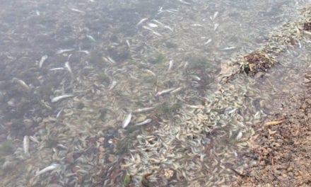 La fiscalia ha abierto una investigación por la muerte de miles de peces y crustáceos en el Mar Menor