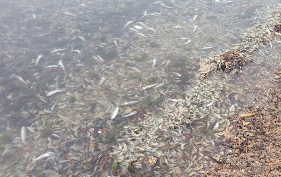 La fiscalia ha abierto una investigación por la muerte de miles de peces y crustáceos en el Mar Menor