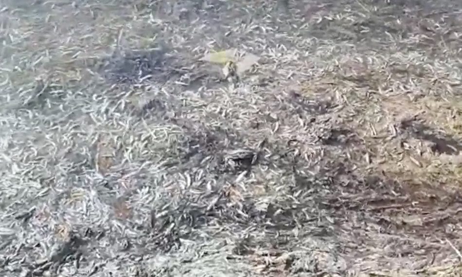 Los vecinos alertan de la presencia de cientos de peces muertos en La Manga del Mar Menor