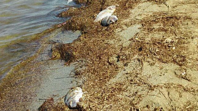 Desde el gobierno regional aseguran que “ya no existe anoxia” en el Mar Menor aunque el aumento de clorofila es “preocupante”