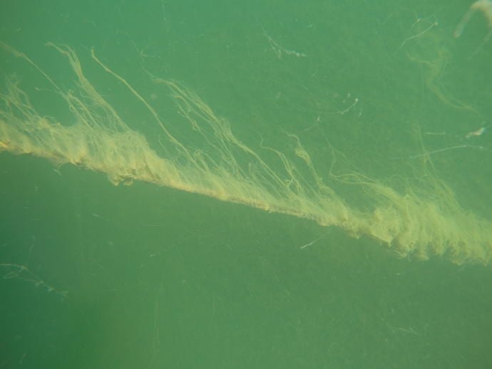 Las algas y “babas” acompañarán al Mar Menor en primavera y verano 2020