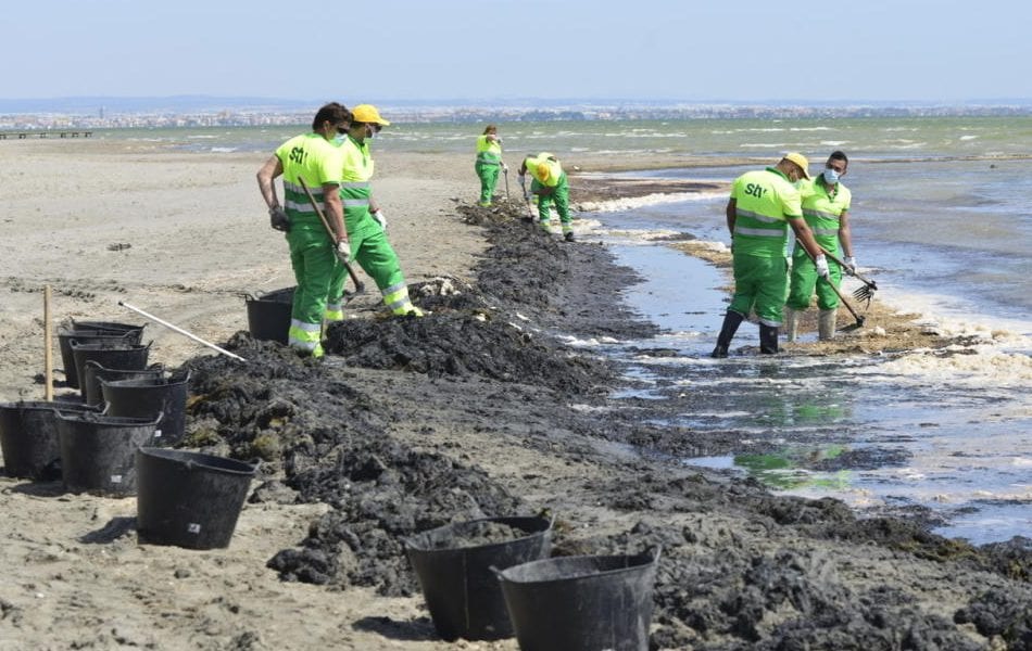 La gran cantidad de algas en las playas del Mar Menor eleva la incertidumbre para el verano 2020