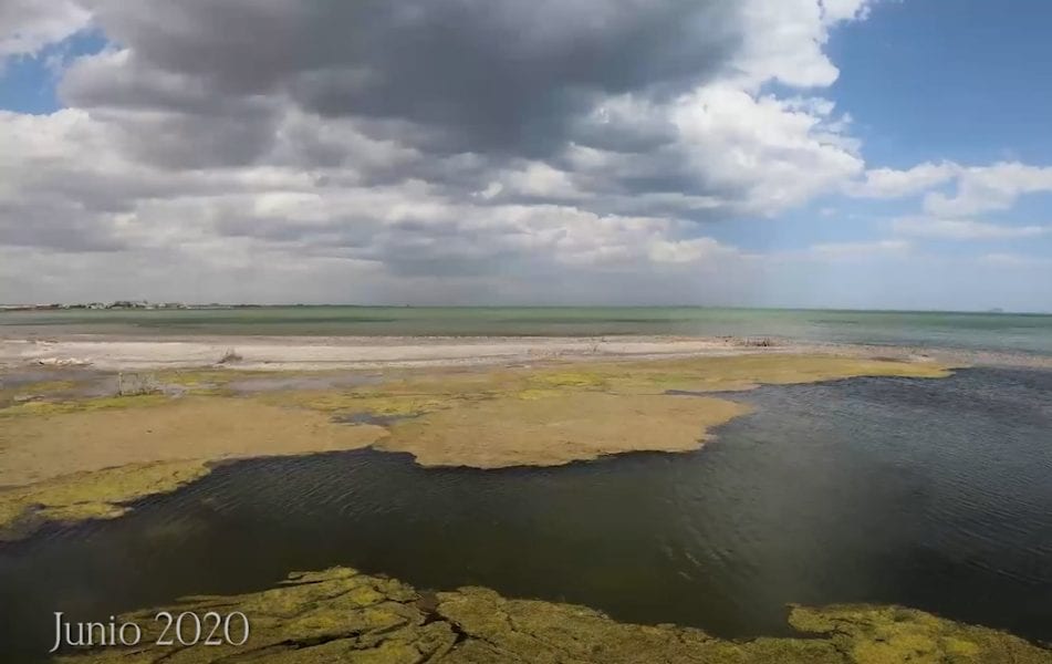 Anse y WWF aseguran que el Mar Menor está ante la incertidumbre de una nueva “sopa verde” en verano 2020