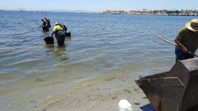 Ayuntamiento de San Pedro del Pinatar  y Comunidad refuerzan la retirada de algas y la limpieza en las playas del municipio