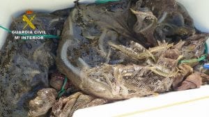 La Guardia Civil investiga a cuatro personas por pesca ilegal de 180 kilos de anguilas en el Mar Menor