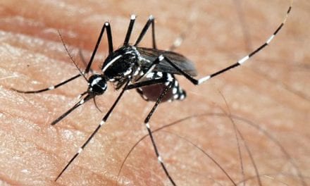 El control las enfermedades transmitidas por mosquitos podría solucionarse con la esterilización de  estos insectos