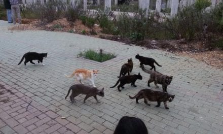 Un nuevo plan para controlar y gestionar las colonias de gatos en Los Alcázares