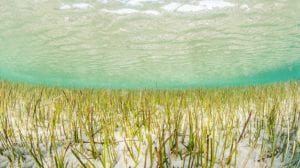 Life Transfer Un proyecto europeo recuperará las praderas marinas del Mar Menor