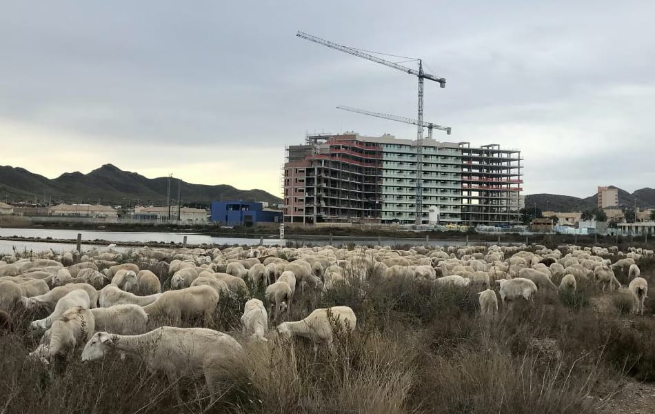 Un rebaño de 400 ovejas por la Colada del Mar Menor