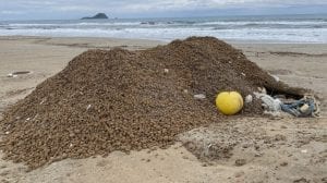 Denuncian la retirada de arribazones de posidonia de las playas de La Manga del Mar Menor