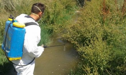 San Pedro del Pinatar refuerzará las acciones de control de plagas ante el aumento de mosquitos por las altas temperaturas