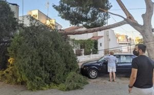 Se desploma una rama de un pino de más de 10 metros en Santiago de la Ribera, San Javier