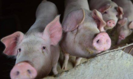La ganadería en Murcia alcanza su récord con 2,1 millones de cerdos en pleno debate ambiental