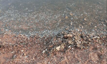 La temperatura del agua del Mar Menor sube a 30ºC y provoca la muerte de miles de peces