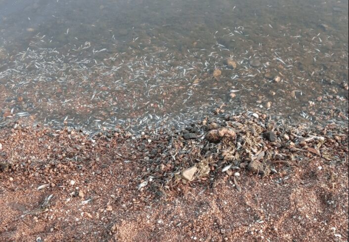 La temperatura del agua del Mar Menor sube a 30ºC y provoca la muerte de miles de peces