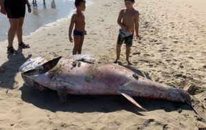 Aparece muerto un atún gigante a orillas del mar en La Manga del Mar Menor