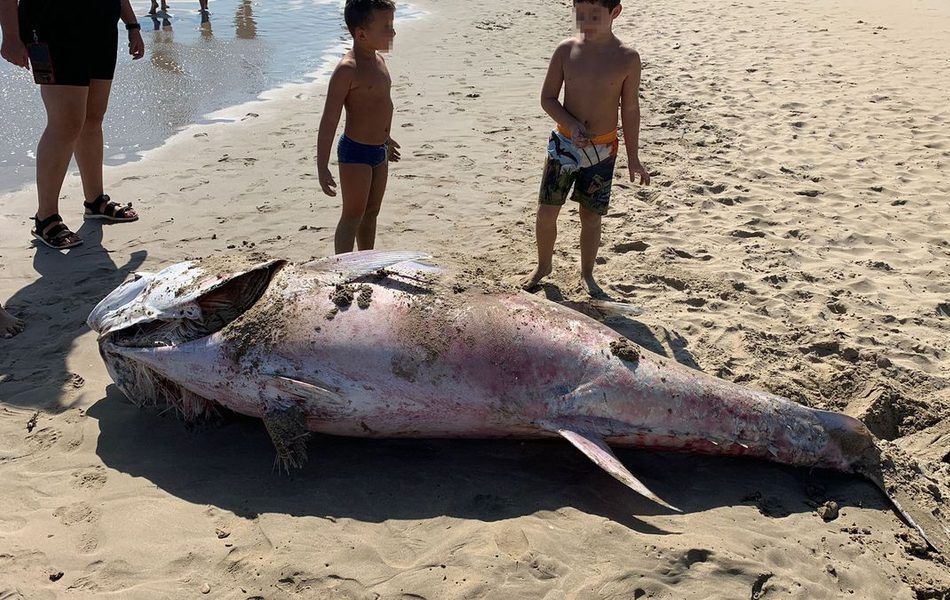 Aparece muerto un atún gigante a orillas del mar en La Manga del Mar Menor