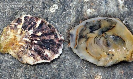 Acuicultura restaurativa de ostras para salvar el Mar Menor