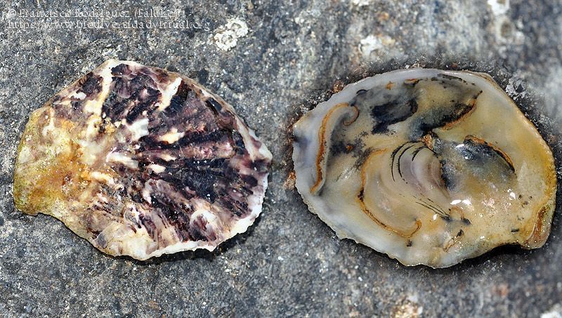 Acuicultura restaurativa de ostras para salvar el Mar Menor