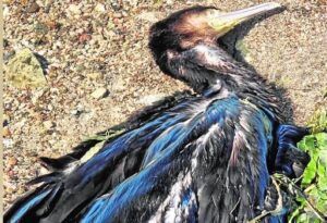 Encuentran 5 cormoranes muertos en una playa de La Manga del Mar Menor