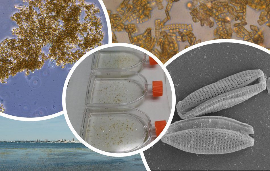 Una investigación de la UMU estudia las aplicaciones de las microalgas del Mar Menor: a la medicina y a la cosmética