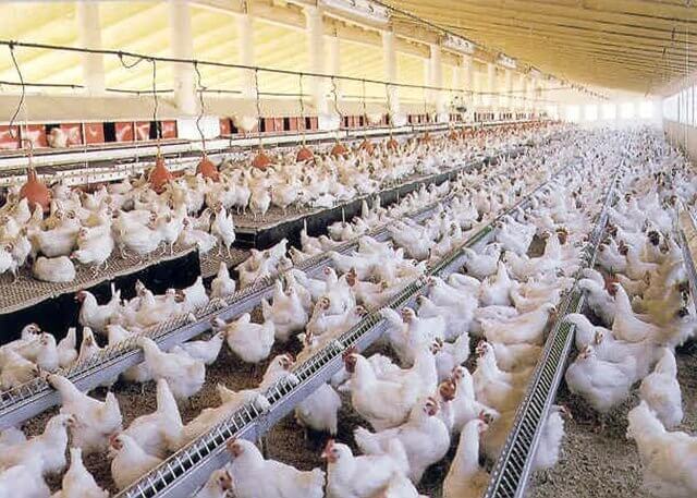 Medidas restrictivas en las granjas avícolas del Mar Menor ante una amenaza de la gripe aviar
